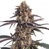 Auto Moonshine Cookies, Фасовка: 3+1